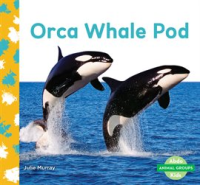 Orca_Whale_Pod