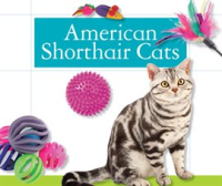 American_Shorthair_Cats