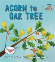 Acorn_to_Oak_Tree