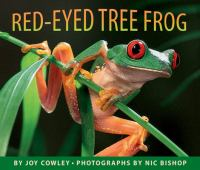 Red-eyed_tree_frog