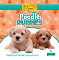 Poodle_Puppies